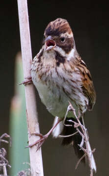 Image of Common Reed Bunting