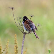 Image of Common Reed Bunting