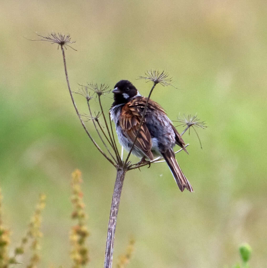 Image of Common Reed Bunting