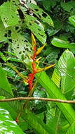 Image of Heliconia richardiana Miq.