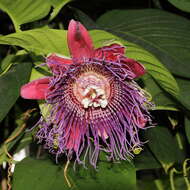 Imagem de Passiflora quadrangularis L.