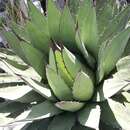 Image de Agave horrida subsp. perotensis B. Ullrich