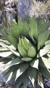 Agave horrida subsp. perotensis B. Ullrich resmi