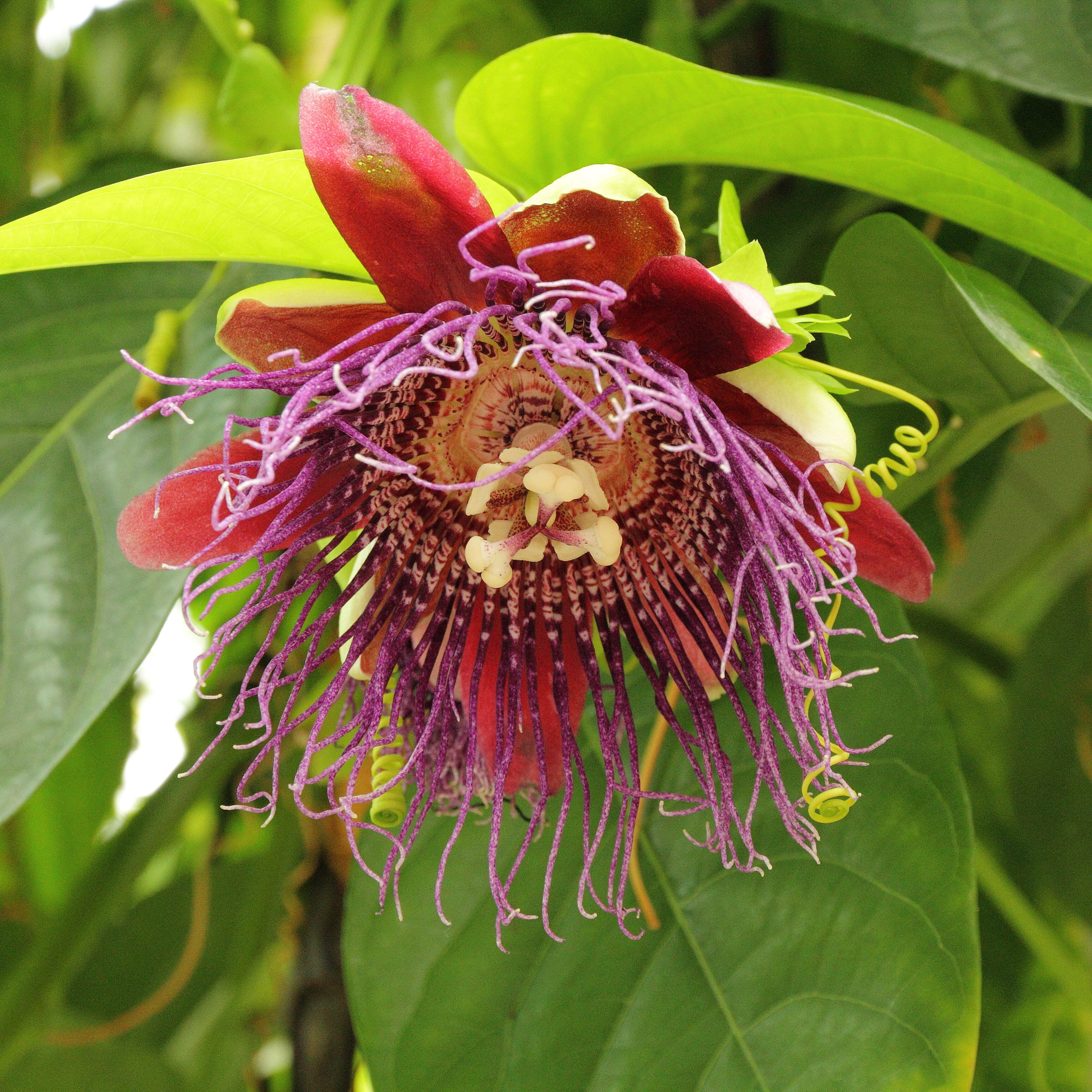 Imagem de Passiflora quadrangularis L.