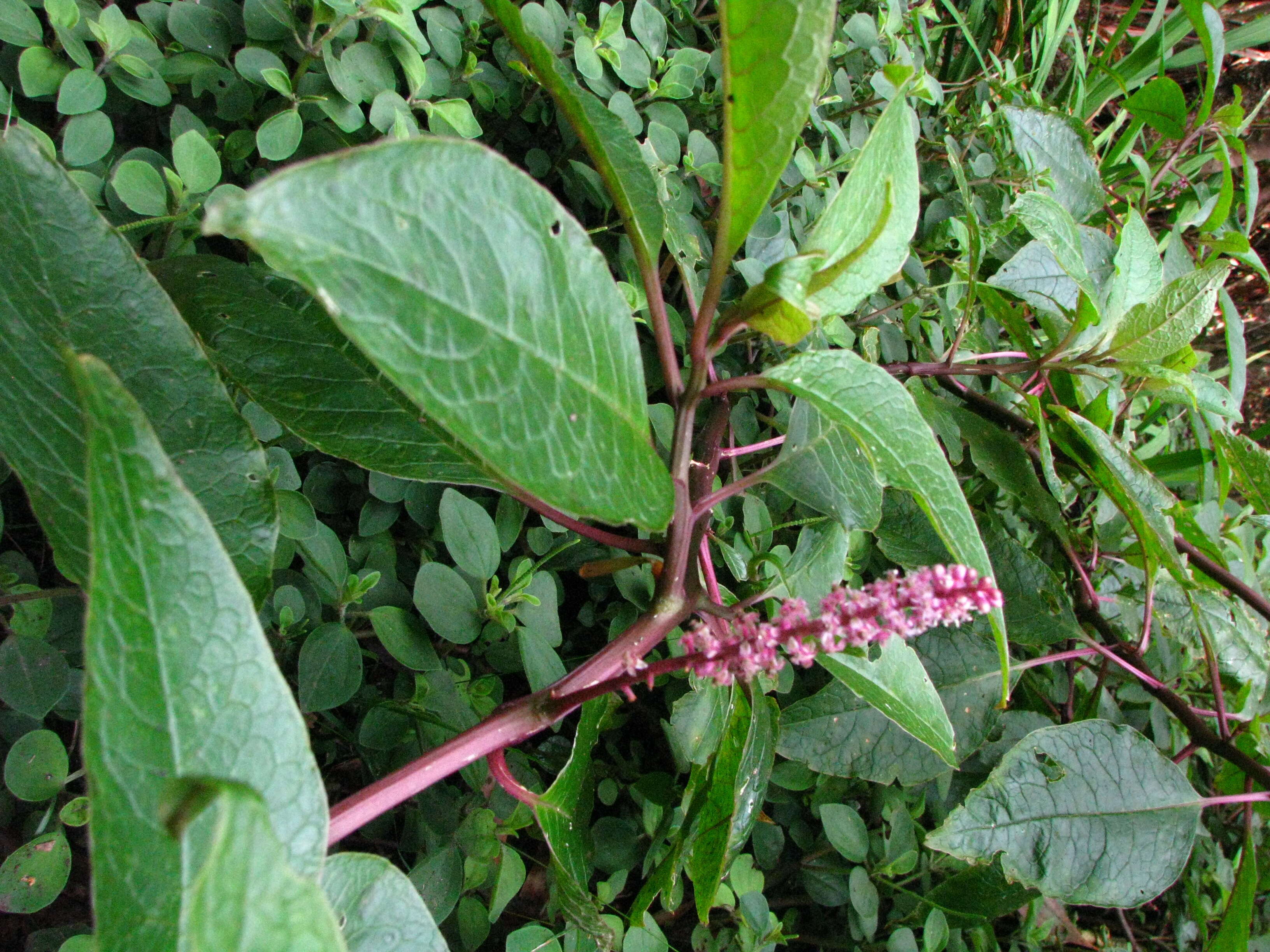 Image of Hawai'i pokeweed