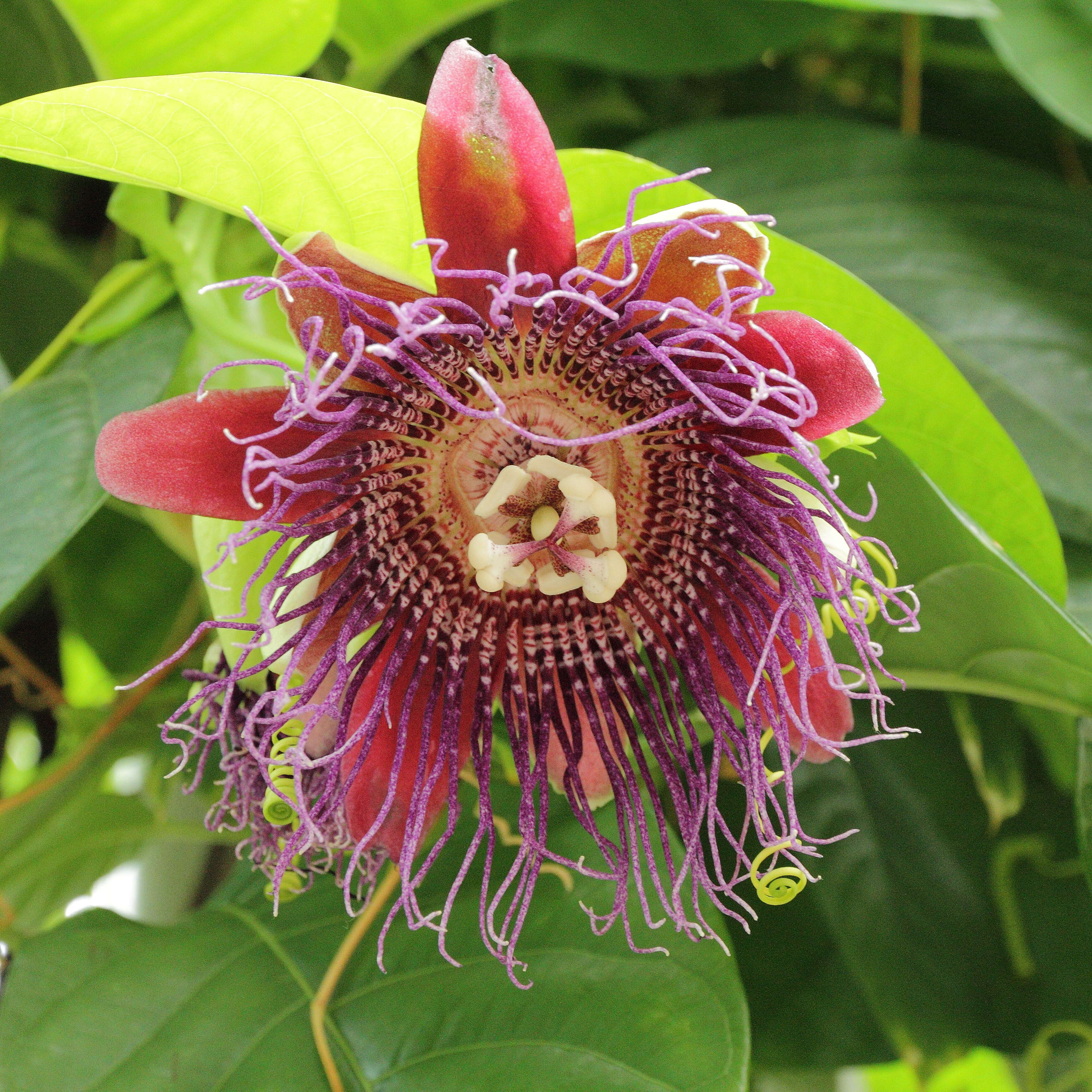 Imagem de Passiflora quadrangularis L.