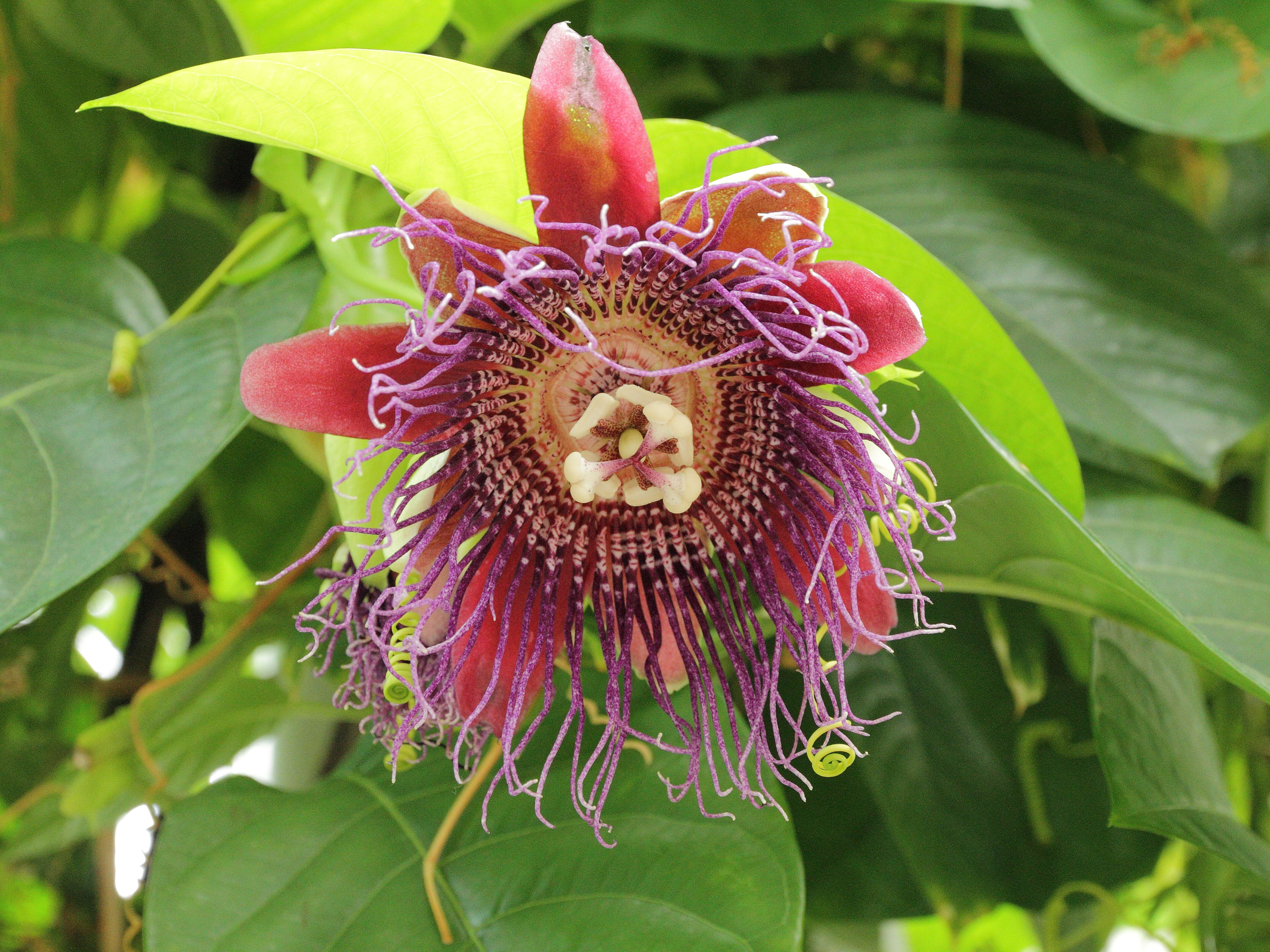 Imagem de Passiflora quadrangularis L.