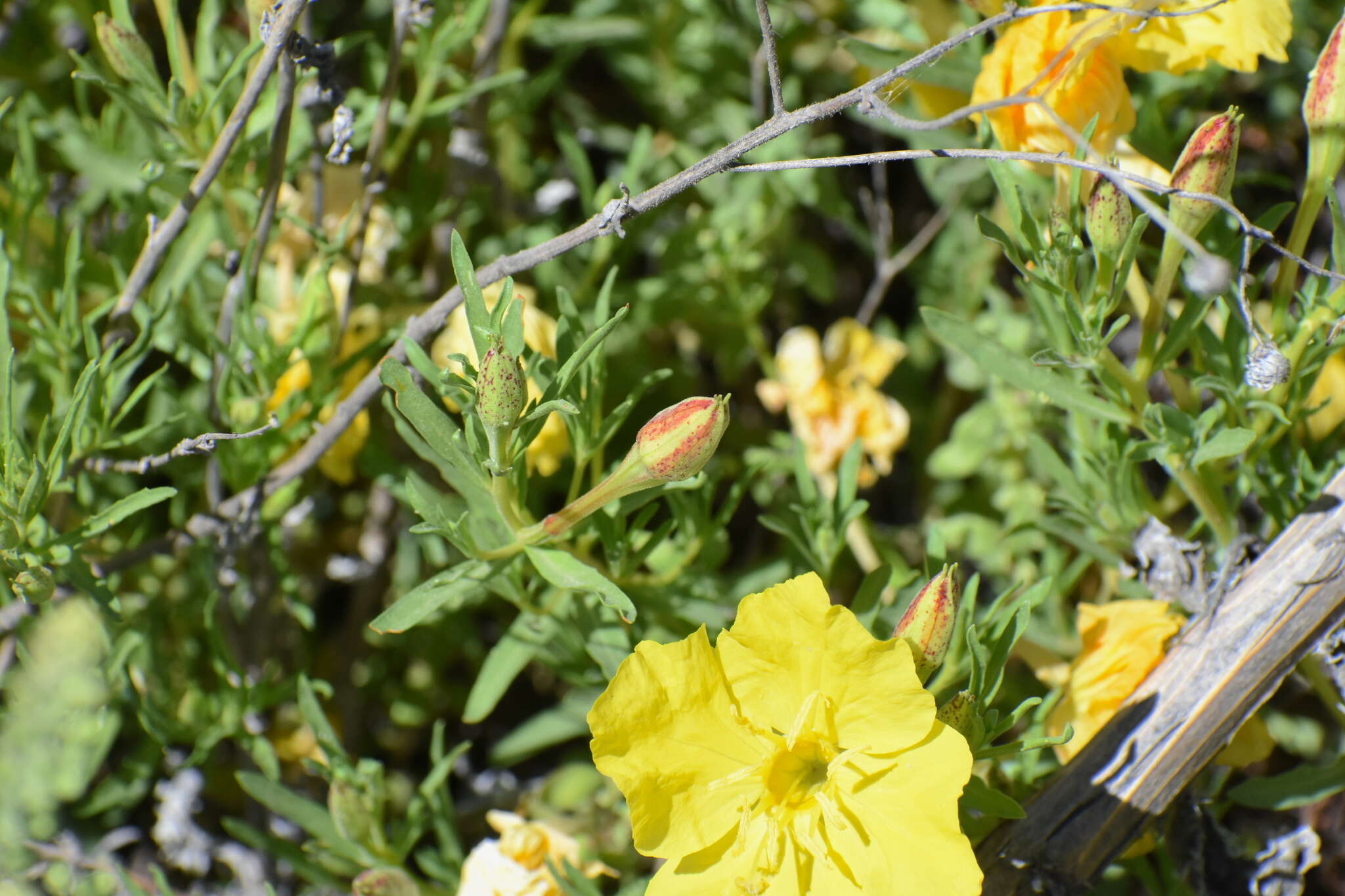 Image of Oenothera hartwegii Benth.