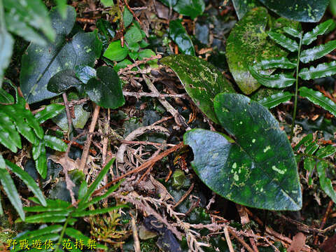 Image of Asarum ampulliflorum C. T. Lu & J. C. Wang