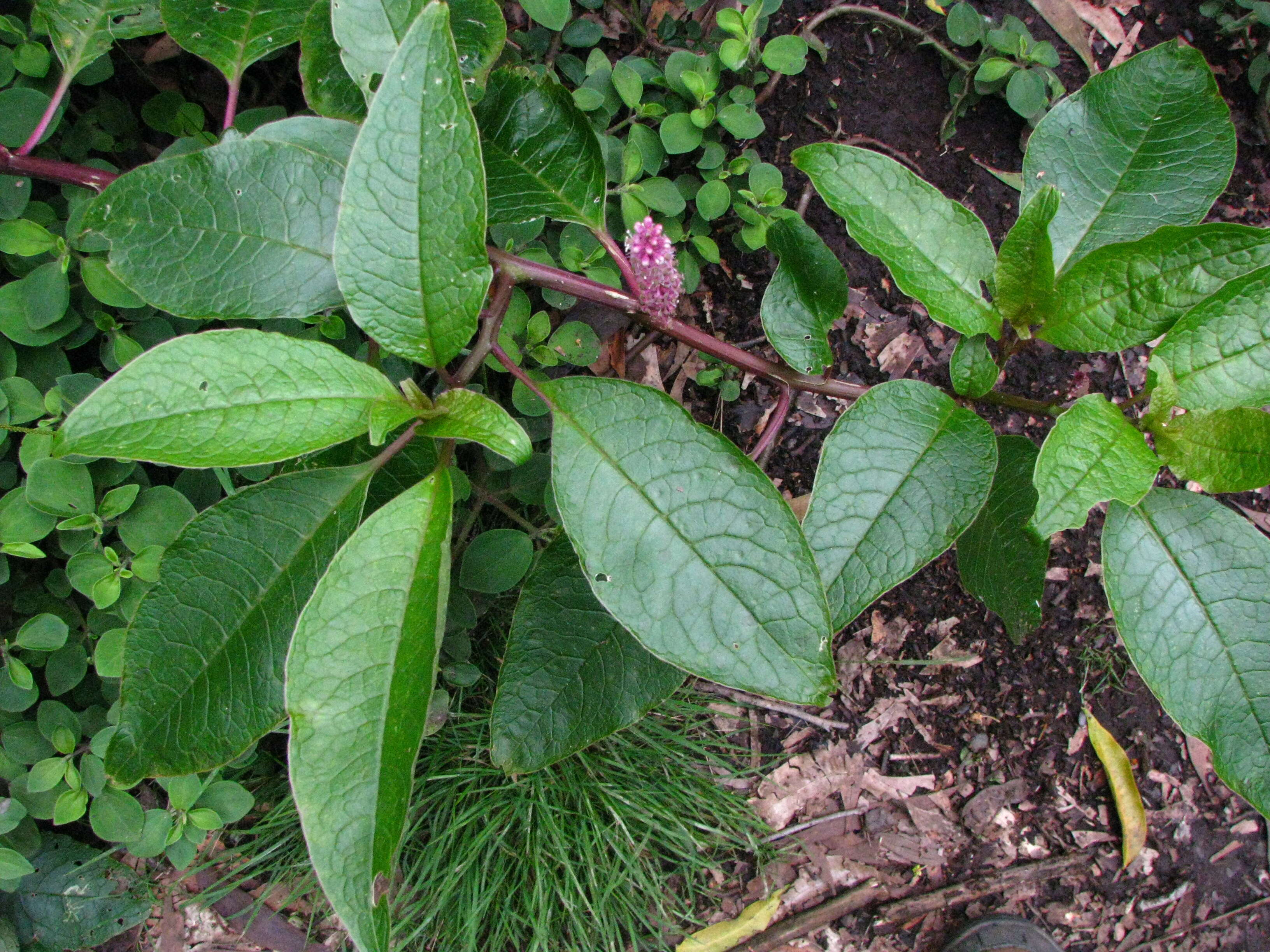 Image of Hawai'i pokeweed