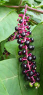 Image of American Nightshade