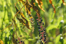 Image of American Nightshade