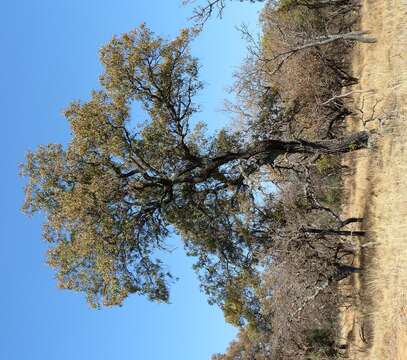 Image of Transvaal beech