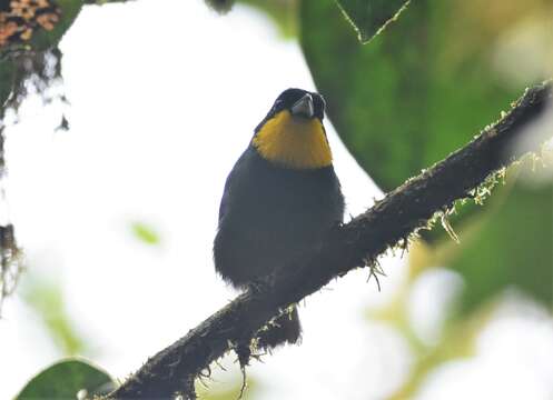 Image of Purplish-mantled Tanager