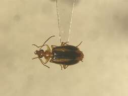 Image of Lebia (Lebia) solea Hentz 1830