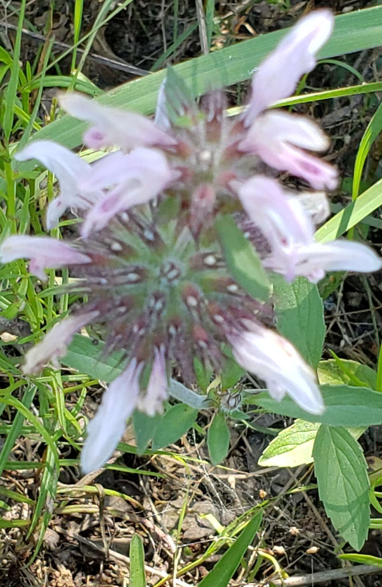 Image of basil beebalm