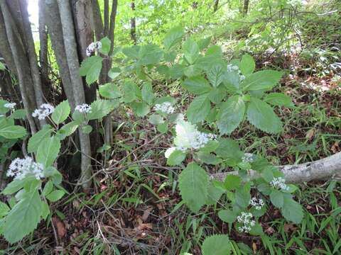 Imagem de Hydrangea hirta (Thunb.) Siebold