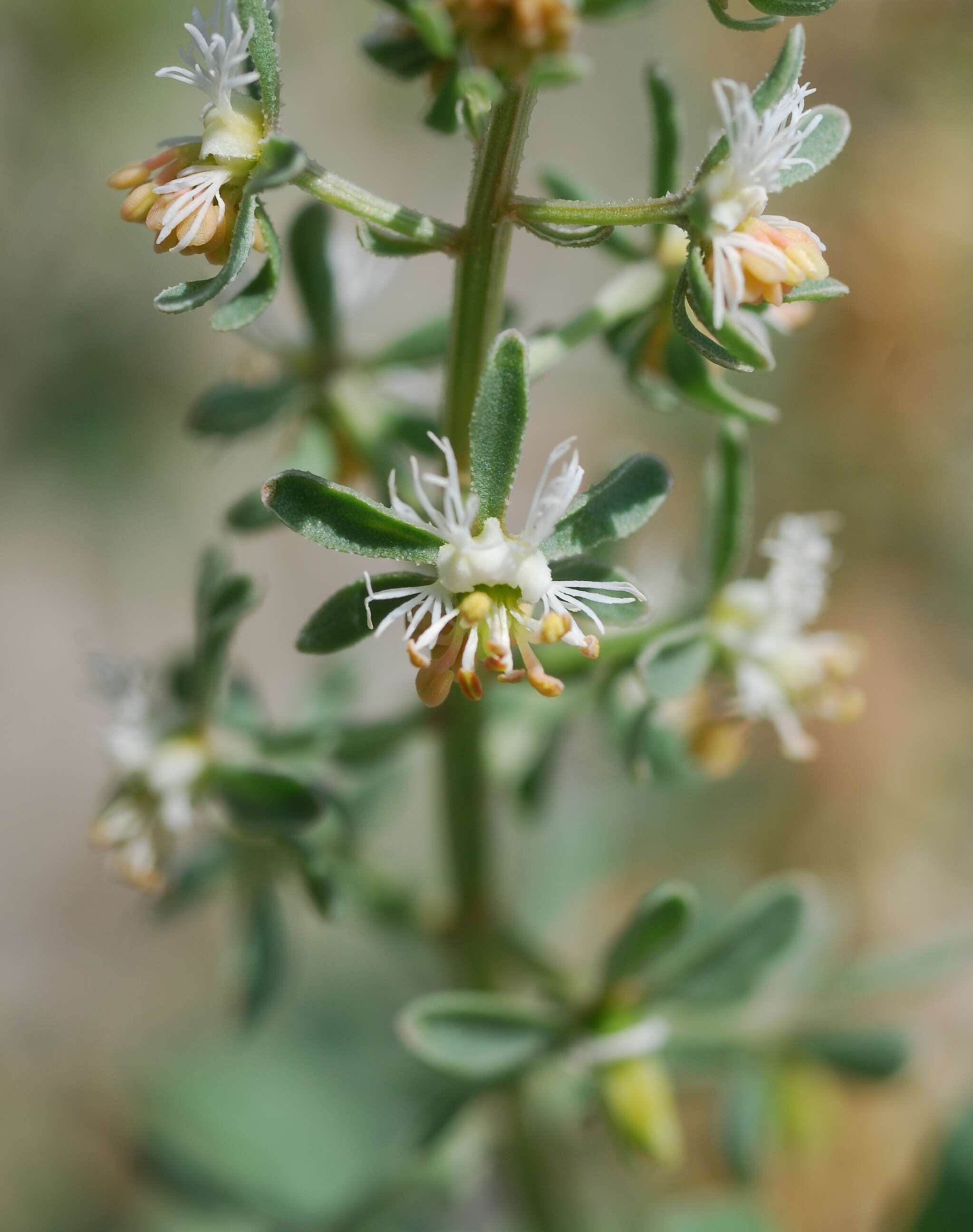 Image of rampion mignonette