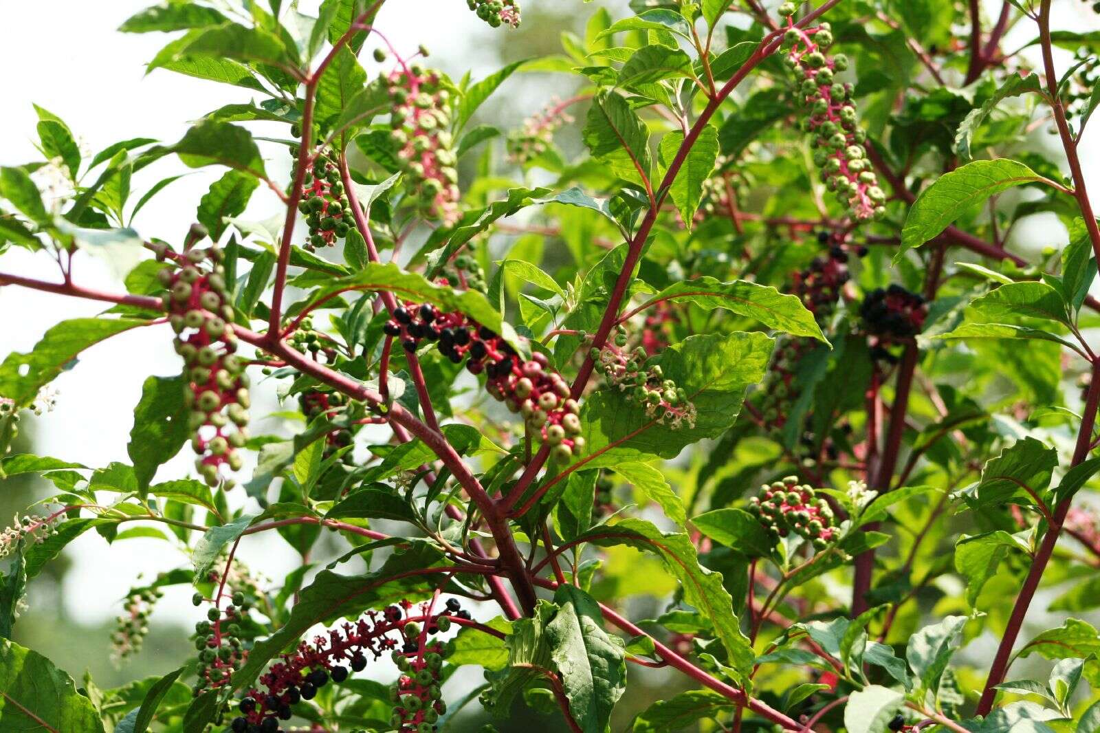 Image of American Nightshade