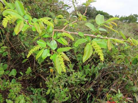 صورة Sclerocroton integerrimus Hochst.