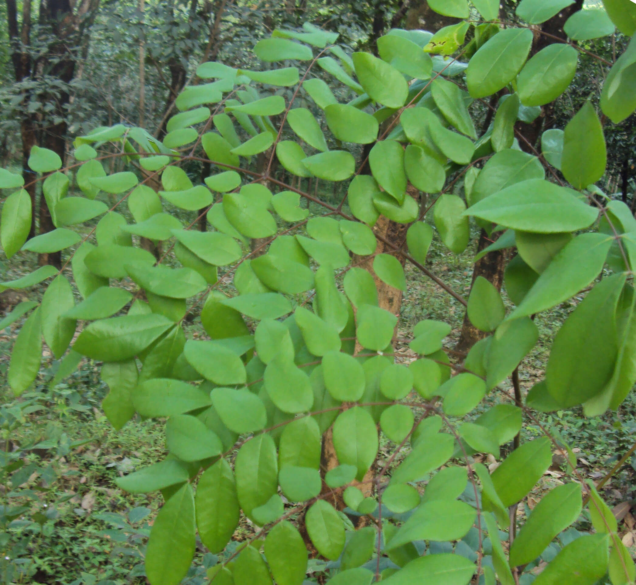 Image of Brown Nickarbean