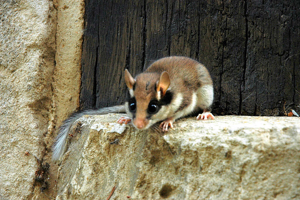 Image of European Garden Dormouse