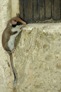 Image of European Garden Dormouse