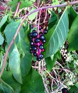 Image of American Nightshade