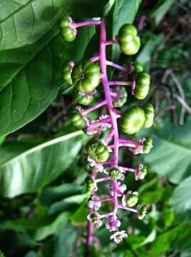 Image of American Nightshade