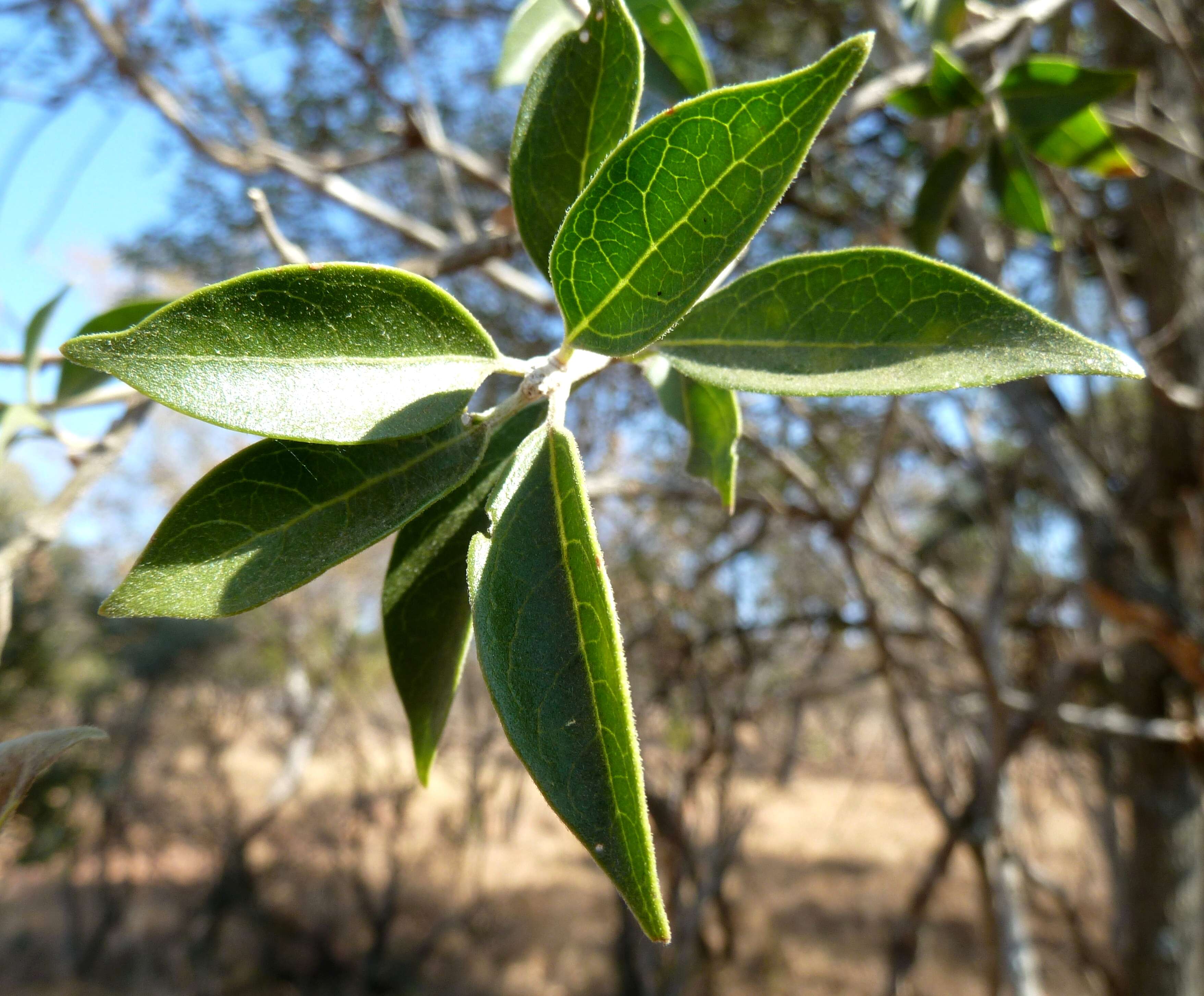 Imagem de Volkameria glabra (E. Mey.) Mabb. & Y. W. Yuan