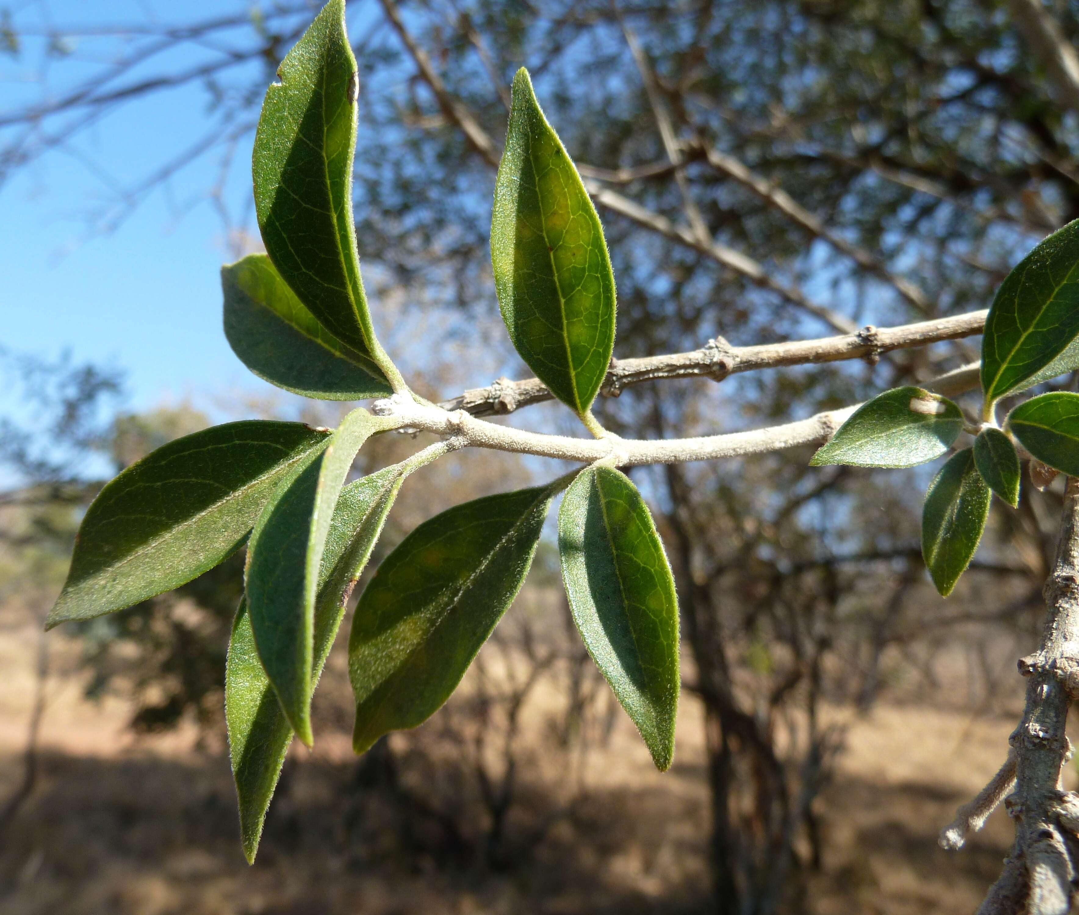 Imagem de Volkameria glabra (E. Mey.) Mabb. & Y. W. Yuan