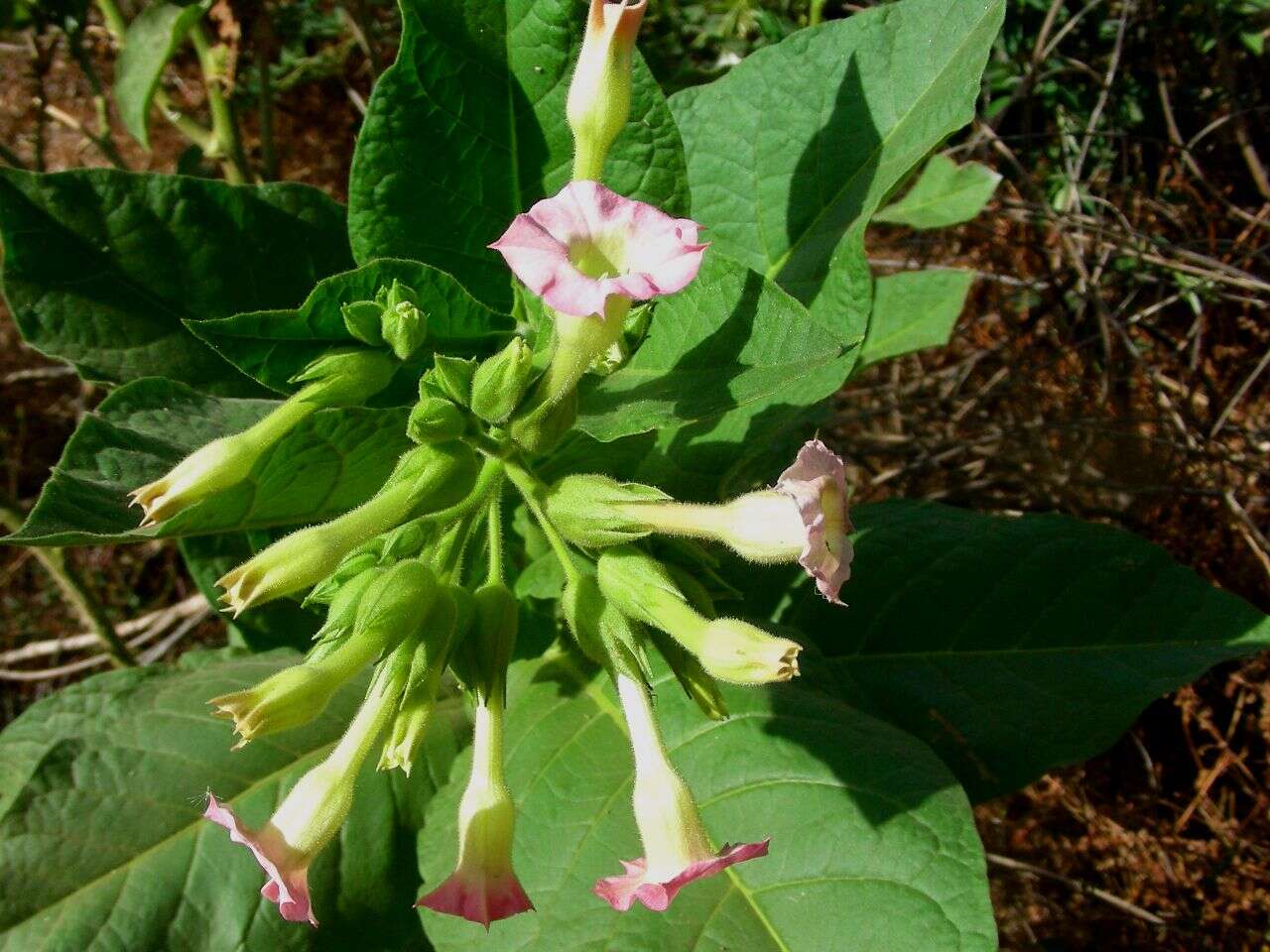 Image of cultivated tobacco