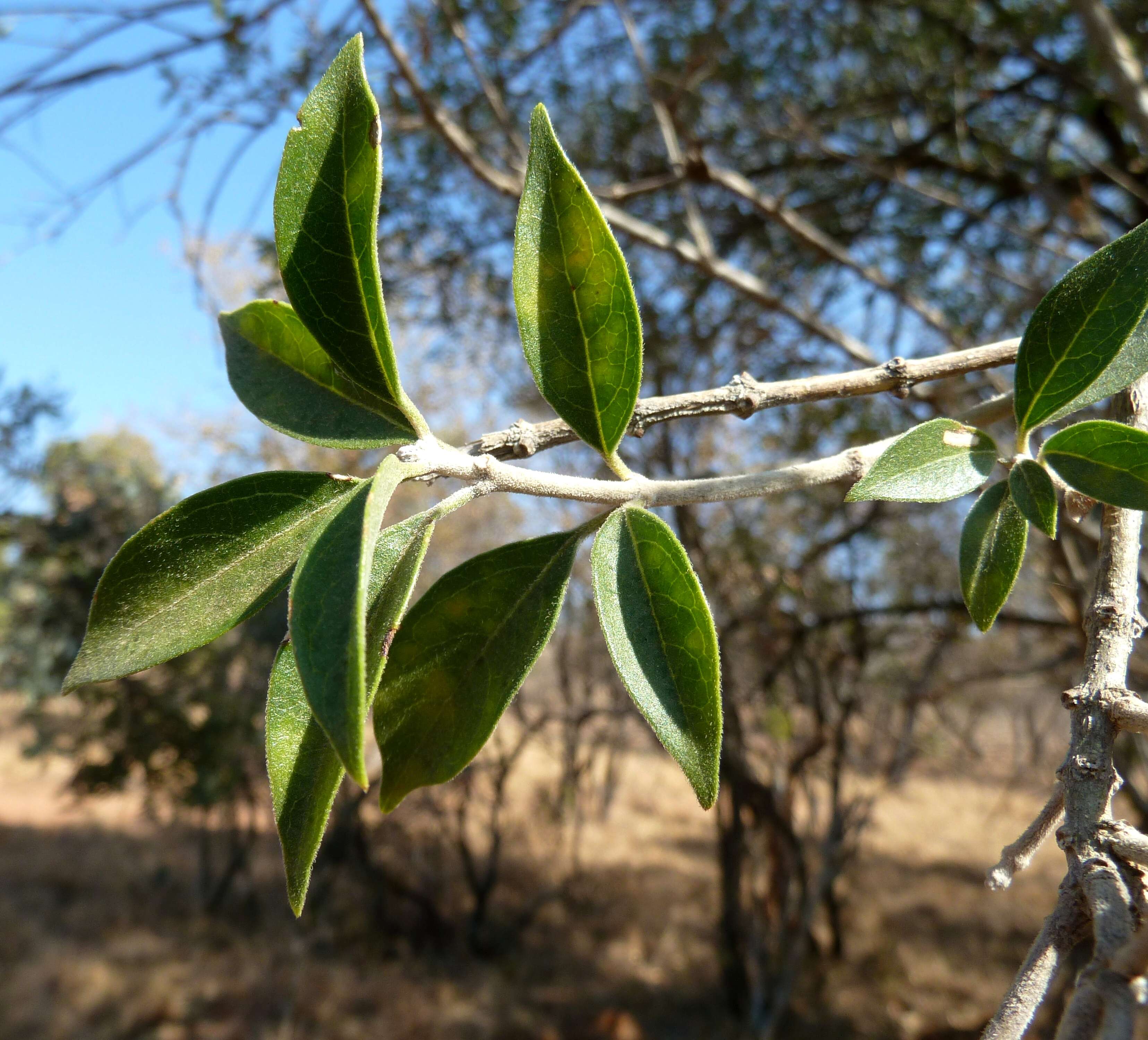 Imagem de Volkameria glabra (E. Mey.) Mabb. & Y. W. Yuan