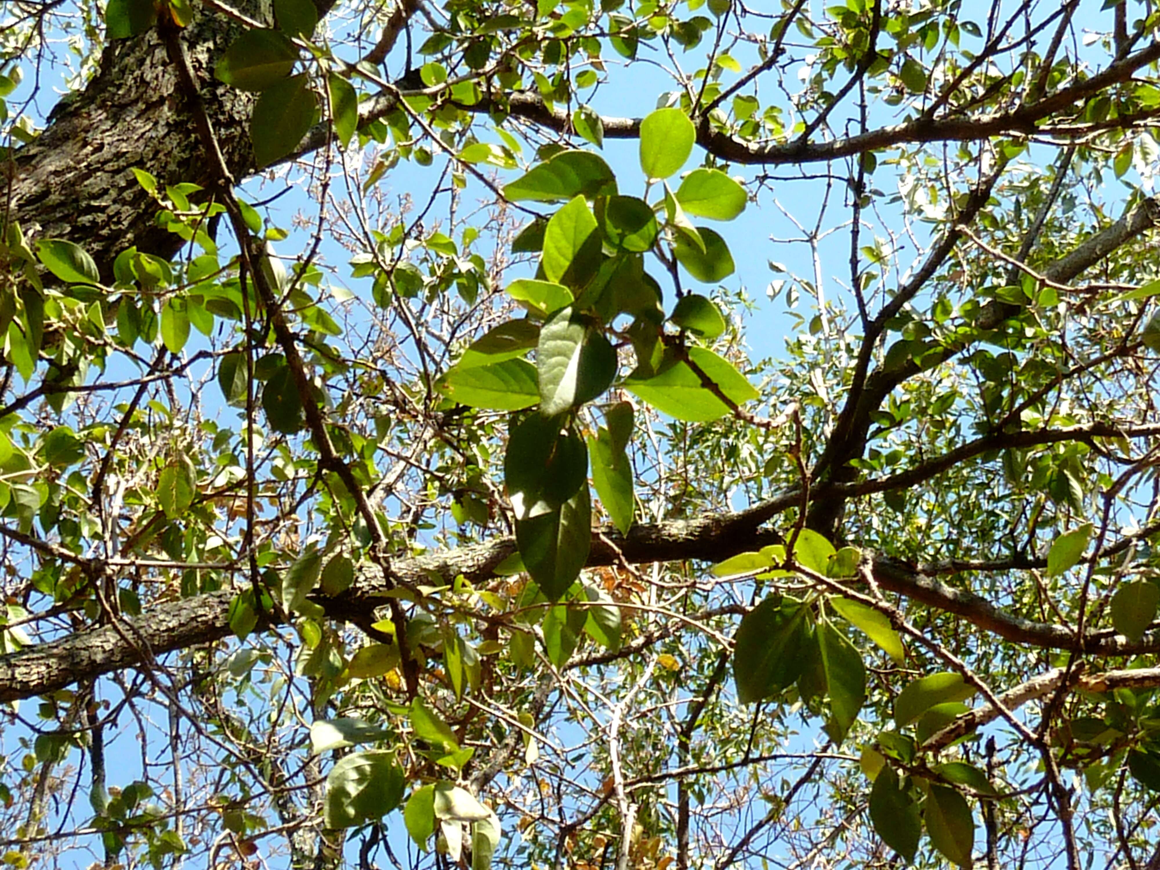 Imagem de Volkameria glabra (E. Mey.) Mabb. & Y. W. Yuan