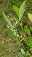 Image de Vaccinium virgatum Ait.