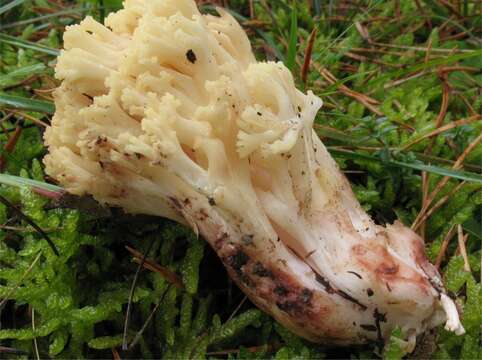 Ramaria sanguinea (Pers.) Quél. 1888 resmi