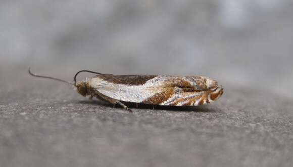 Image of Yellow Birch leaffolder moth