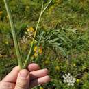 Silphiodaucus prutenicus (L.) Spalik, Wojew., Banasiak, Piwczyński & Reduron resmi