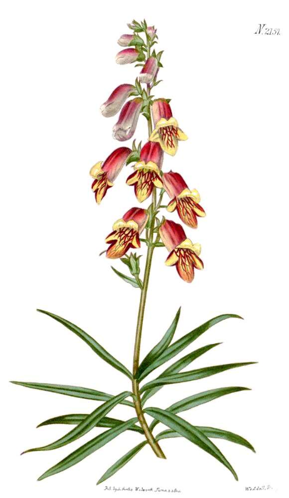 Imagem de Digitalis obscura L.