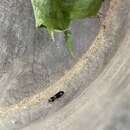 Image of Ground beetle