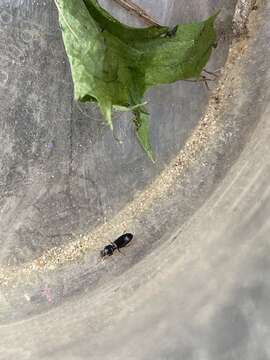 Clivina (Clivina) fossor (Linnaeus 1758) resmi