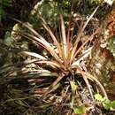 Image de Tillandsia tricolor Schltdl. & Cham.