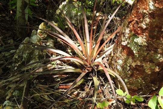 Sivun Tillandsia tricolor Schltdl. & Cham. kuva