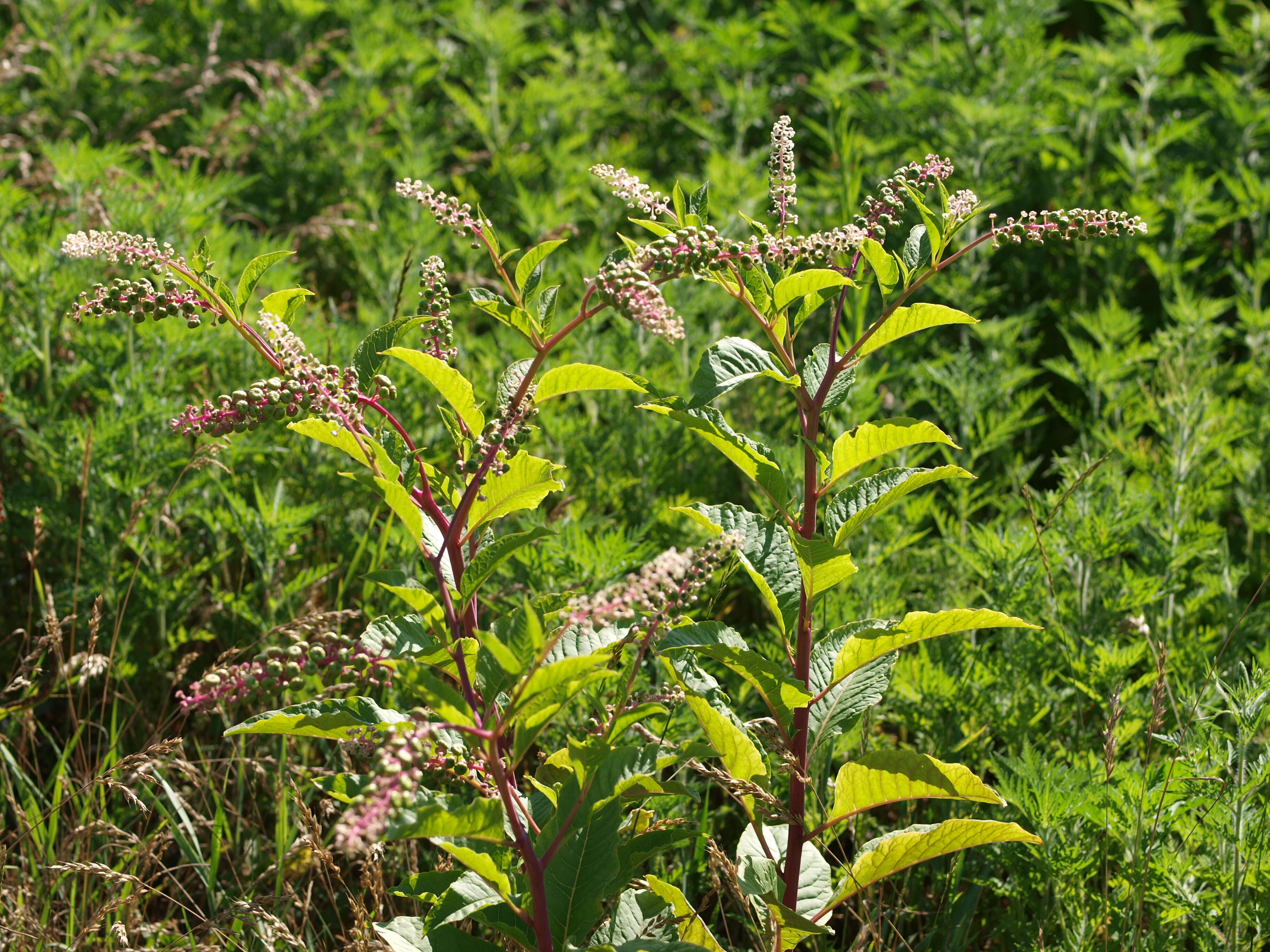 Image of American Nightshade