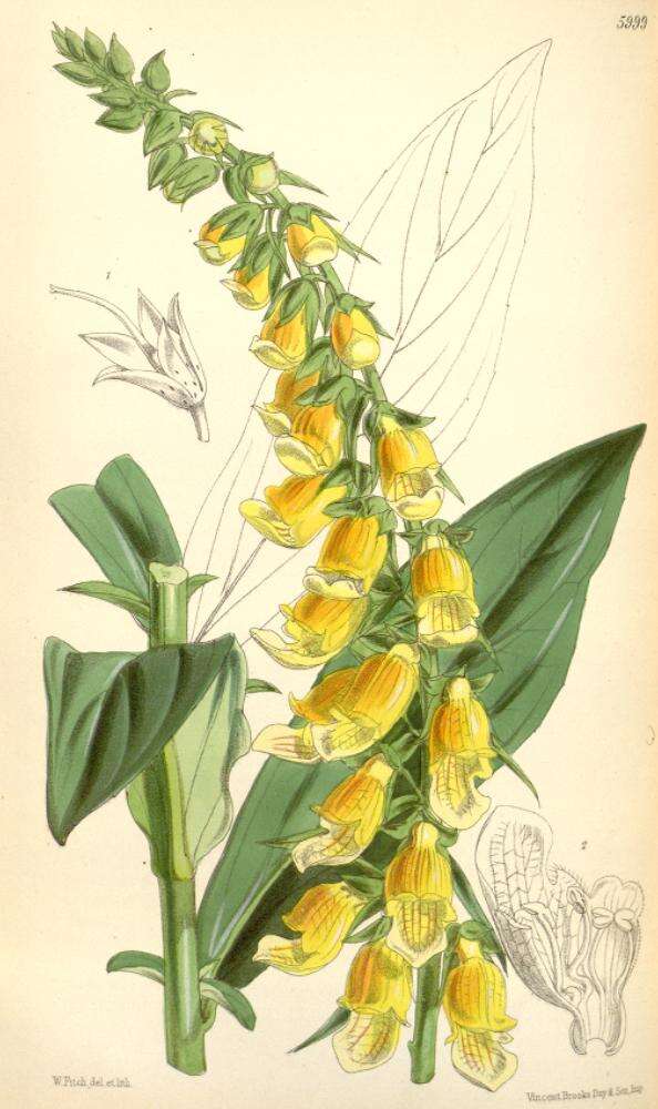 Imagem de Digitalis laevigata Waldst. & Kit.