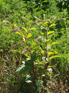 Image of American Nightshade