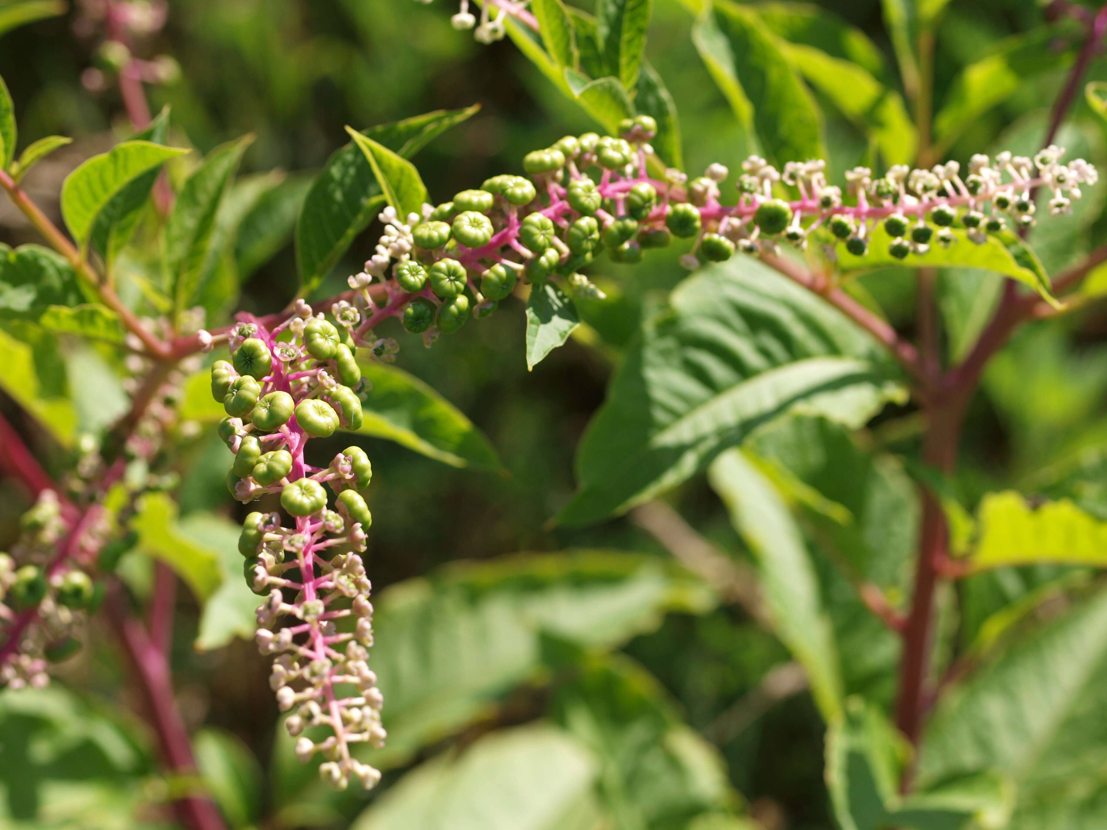 Image of American Nightshade