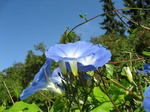 Image of Ololiuqui or Mexican Morning Glory