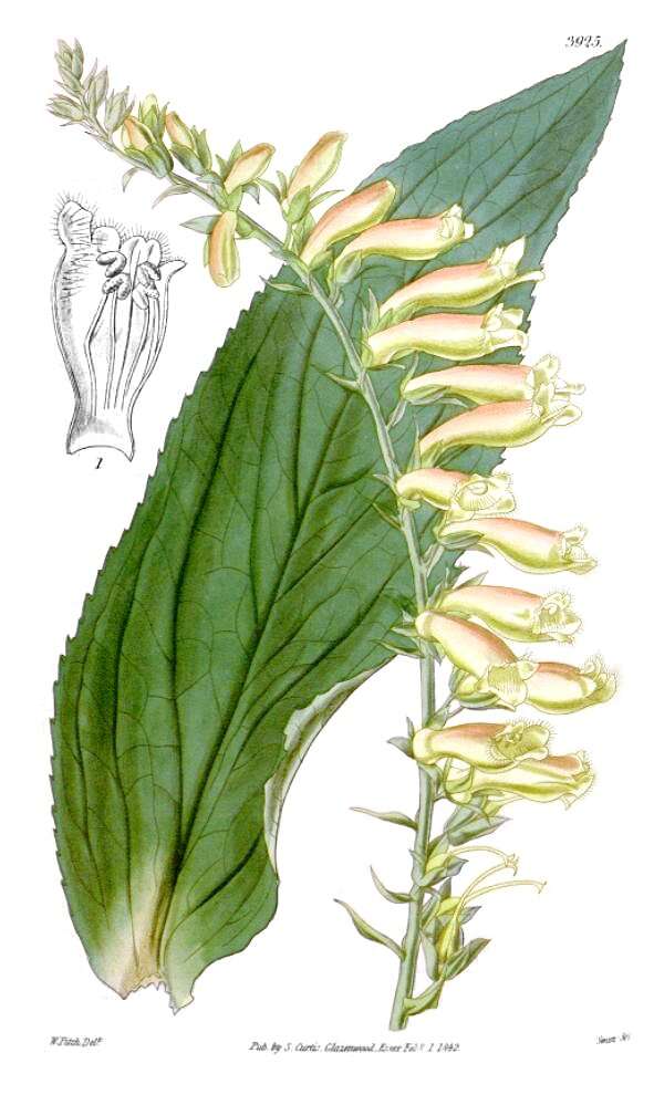 Imagem de Digitalis lutea L.