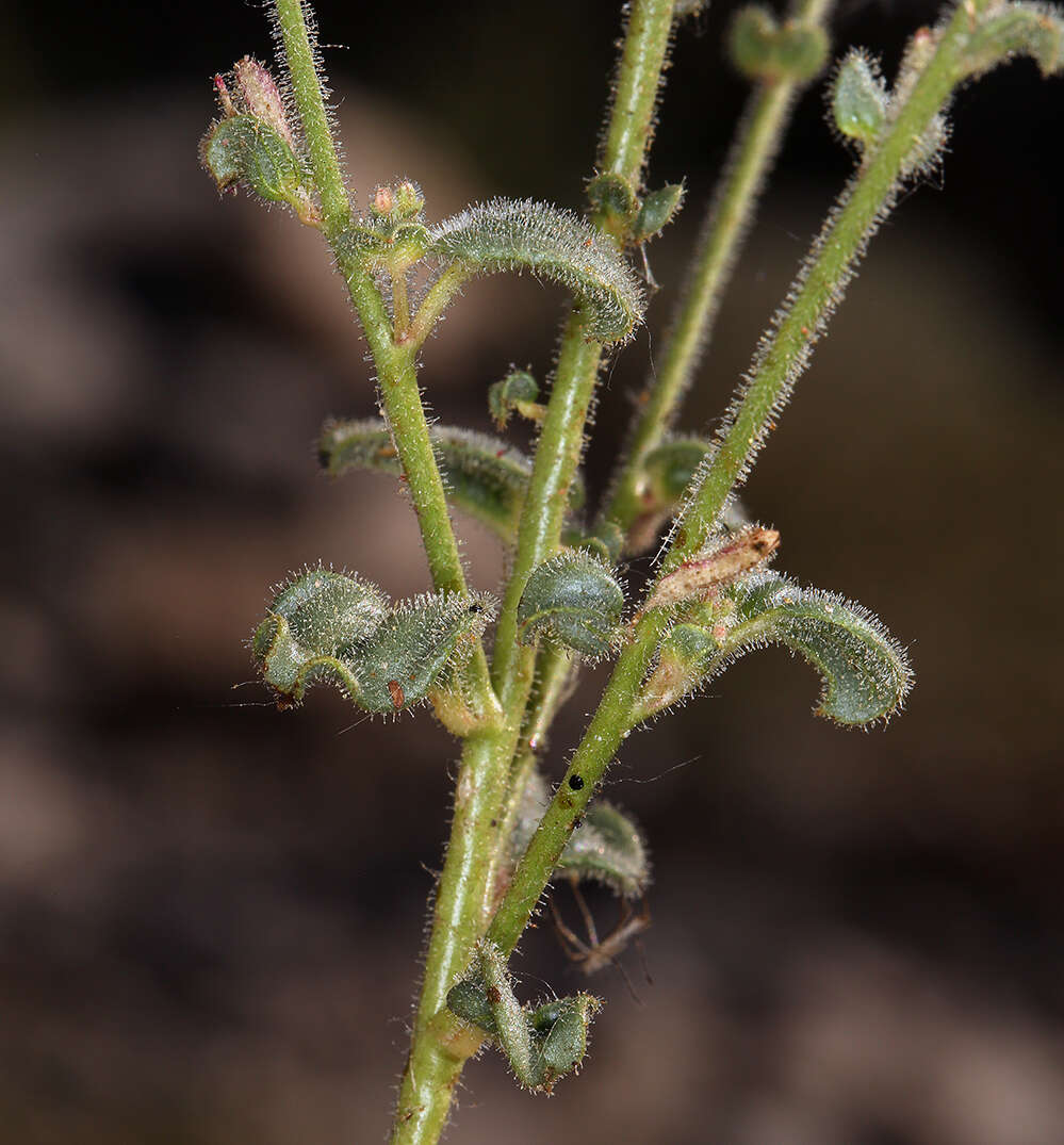 Imagem de Chylismia heterochroma Small